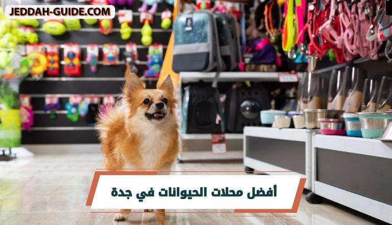 أفضل محلات الحيوانات في جدة | دليل شامل لمربي الحيوانات